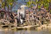 Great Blue Heron, Cayo Coco, Cuba, February 2005 - click on image for a larger view