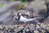 Ruddy Turnstone, Arica, Chile, February 2007 - click for larger image