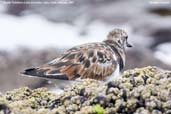 Ruddy Turnstone, Arica, Chile, February 2007 - click for larger image