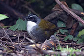 Grey-browed Brush Finch, Yanacocha, Ecuador, November 2019 - click for larger image