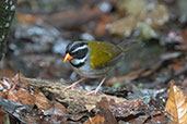 Orange-billed Sparrow, Mindo, Ecuador, November 2019 - click for larger image