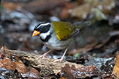 Orange-billed Sparrow, Mindo, Ecuador, November 2019 - click for larger image