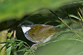 Sierra Nevada Brush Finch, Sierra Nevada de Santa Marta, Magdalena, Colombia, April 2012 - click for larger image