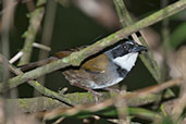 Sierra Nevada Brush Finch, Sierra Nevada de Santa Marta, Magdalena, Colombia, April 2012 - click for larger image