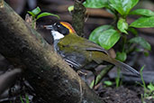 Chestnut-capped Brushfinch, Cabanas San Isidro, Ecuador, November 2019 - click for larger image