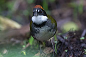 Chestnut-capped Brushfinch, Cabanas San Isidro, Ecuador, November 2019 - click for larger image