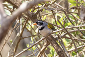 Saffron-billed Sparrow, Serra da Canastra, Minas Gerais, Brazil, October 2022 - click for larger image