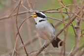 San Francisco Sparrow, Chapada Diamantina, Bahia, Brazil, October 2008 - click for larger image