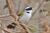 San Francisco Sparrow, Chapada Diamantina, Bahia, Brazil, October 2008 - click for larger image