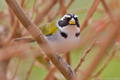 San Francisco Sparrow, Chapada Diamantina, Bahia, Brazil, October 2008 - click for larger image