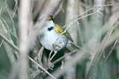 San Francisco Sparrow, Chapada Diamantina, Bahia, Brazil, March  - click for larger image