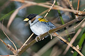 Golden-winged Sparrow, Minca, Magdalena, Colombia, April 2012 - click for larger image