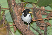 Golden-winged Sparrow, Minca, Magdalena, Colombia, April 2012 - click for larger image