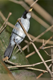 Golden-winged Sparrow, Minca, Magdalena, Colombia, April 2012 - click for larger image