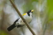 Golden-winged Sparrow, Minca, Magdalena, Colombia, April 2012 - click for larger image