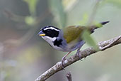 Half-collared Sparrow, Espirito Santo, Brazil, October 2022 - click for larger image