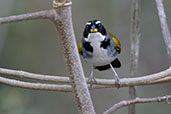 Half-collared Sparrow, Espirito Santo, Brazil, October 2022 - click for larger image