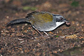 Grey-browed Brush Finch, Rio Blanco, Caldas, Colombia, April 2012 - click for larger image