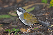 Grey-browed Brush Finch, Rio Blanco, Caldas, Colombia, April 2012 - click for larger image