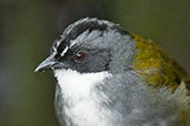 Grey-browed Brush Finch, Rio Blanco, Caldas, Colombia, April 2012 - click for larger image