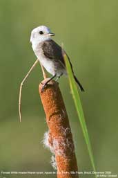 Female  White-headed Marsh-tyrant, Aguas de São Pedro, São Paulo, Brazil, December 2006 - click for larger image