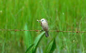 Female  White-headed Marsh-tyrant, Roraima, Brazil, July 2001 - click for larger image