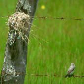 Female  White-headed Marsh-tyrant and nest, Roraima, Brazil, July 2001 - click for larger image