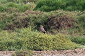 Short-eared Owl, San Jose, Lambayeque, Peru, October 2018 - click for larger image
