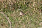 Short-billed Canastero, Barra do Quaraí, Brazil, August 2004 - click for larger image