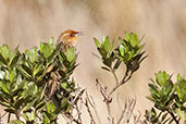 Many-striped Canastero, Nevado de Ruiz, Caldas, Colombia, April 2012 - click for larger image