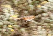 Many-striped Canastero, Nevado de Ruiz, Caldas, Colombia, April 2012 - click for larger image