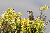 Many-striped Canastero, Antisana, Ecuador, November 2019 - click for larger image