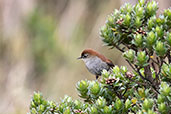 White-chinned Thistletail, Papallacta Pass, Napo, Ecuador, November 2019 - click for larger image