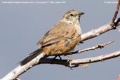 Dusky-tailed Canastero, La Campana N.P., Chile, January 2007 - click for larger image