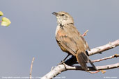 Dusky-tailed Canastero, La Campana N.P., Chile, January 2007 - click for larger image