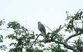 Grey-lined Hawk, Roraima, Brazil, July 2001 - click for larger image