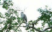 Grey-lined Hawk, Roraima, Brazil, July 2001 - click for larger image