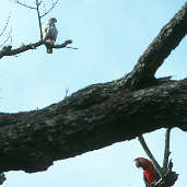 Grey-lined Hawk, Carajás, Pará, Brazil, February 2002 - click for larger image