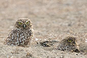 Burrowing Owl, Tinajones Reservoir, Lambayeque, Peru, Ocyober 2018 - click for larger image