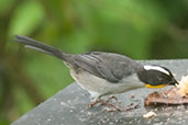 White-naped Brush Finch, Rio Blanco, Caldas, Colombia, April 2012 - click for larger image