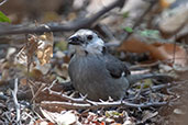 White-headed Brushfinch, Chaparri, Lambayeque, Peru, October 2018 - click for larger image