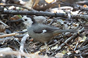 White-headed Brushfinch, Chaparri, Lambayeque, Peru, October 2018 - click for larger image