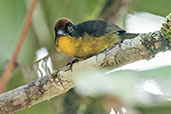 Chocó Brush Finch, Cerro Montezuma, Tatamá, Risaralda, Colombia, April 2012 - click for larger image