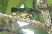 Chocó Brush Finch, Cerro Montezuma, Tatamá, Risaralda, Colombia, April 2012 - click for larger image