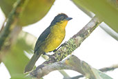 Chocó Brush Finch, Cerro Montezuma, Tatamá, Risaralda, Colombia, April 2012 - click for larger image