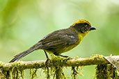 Chocó Brush Finch, Cerro Montezuma, Tatamá, Risaralda, Colombia, April 2012 - click for larger image