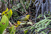 Yellow-breasted Brushfinch, Abra Patricia, Amazonas, Peru, October 2018 - click for larger image