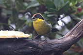 Yellow-breasted Brushfinch, Yanacocha Reserve, Pichincha, Ecuador, November 2019 - click for larger image