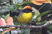 Yellow-breasted Brushfinch, Yanacocha Reserve, Pichincha, Ecuador, November 2019 - click for larger image