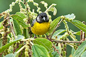 Santa Marta Brush Finch, Sierra Nevada de Santa Marta, Colombia, April 2012 - click for larger image